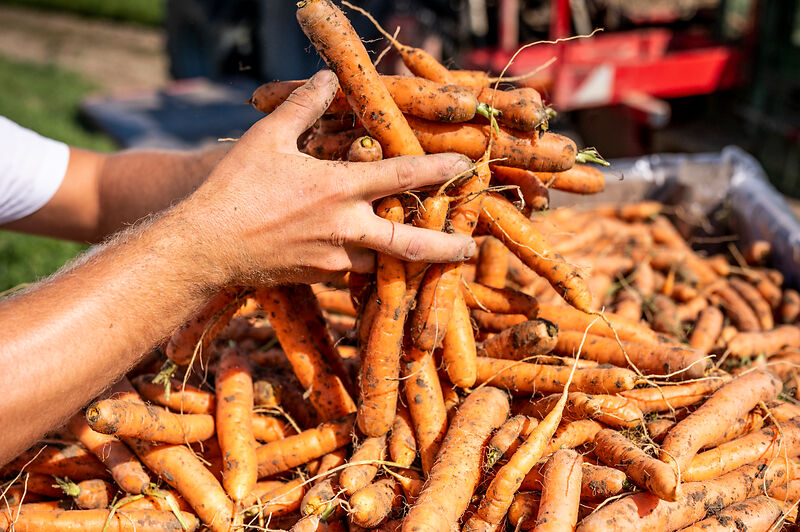 mrkev vypěstovaná v režimu biodynamického zemědělství