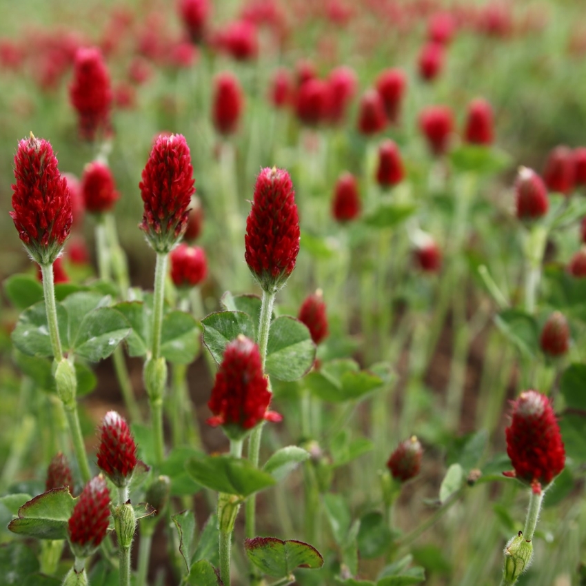 Ekofarma PROBIO – Pilotní výsledky potenciálu sekvestrace uhlíku v&nbsp;podmínkách jižní Moravy