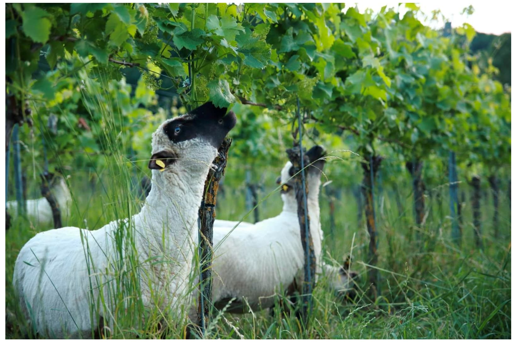 Foto: ©LebendingeErde - April 2-2025